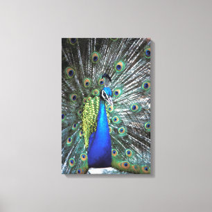 Toile Paon magnifique déployant des plumes colorées