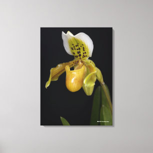 Toile Paphiopedilum Exul