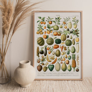 Toile Papier de Fruits de Millot d'Adolphe