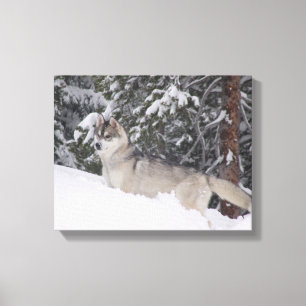 Toile Papier Sibérien Husky