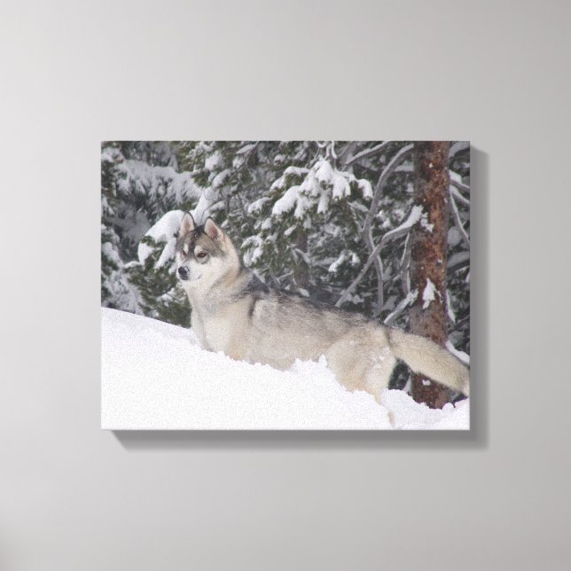 Toile Papier Sibérien Husky (Recto)