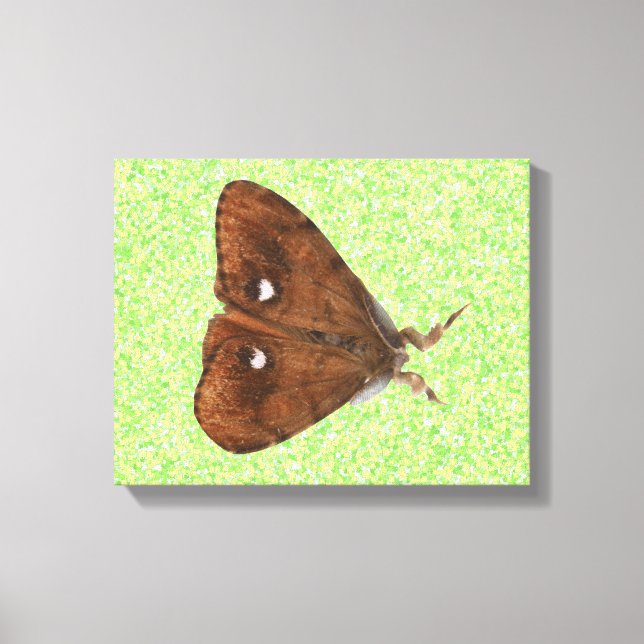 Toile Papier Vapourer Moth (Recto)