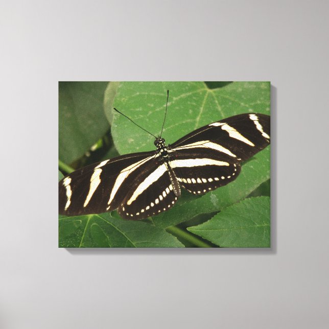 Toile Papier Zebra Longwing (Recto)
