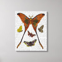 Papillon 2