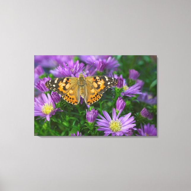 Toile Papillon à ailes angulaires sur fleur conique (Recto)