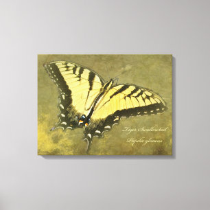 Toile Papillon à queue de tigre - Papilio glaucus