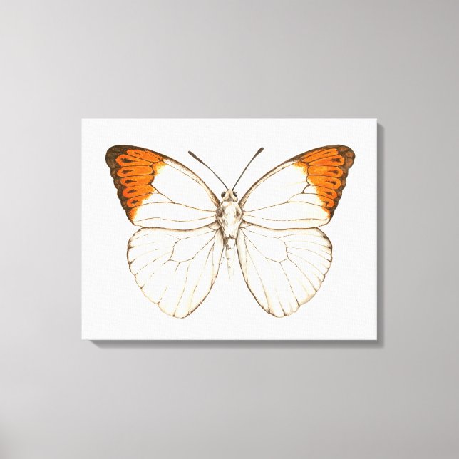 Toile Papillon aquarelle, grand tip orangé (Recto)
