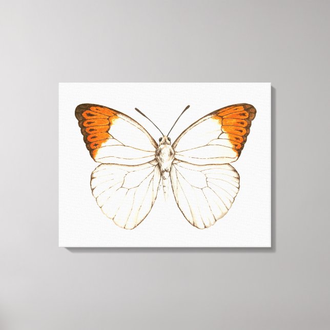 Toile Papillon aquarelle, grande pointe orange (Recto)