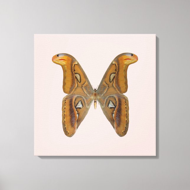Toile Papillon Atlas (Recto)