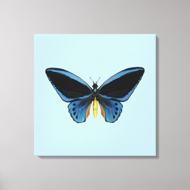 Toile Papillon Birdwing (Recto)