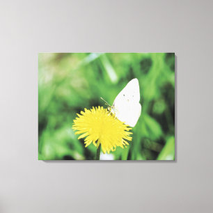 Toile Papillon blanc alimentant sur un pissenlit