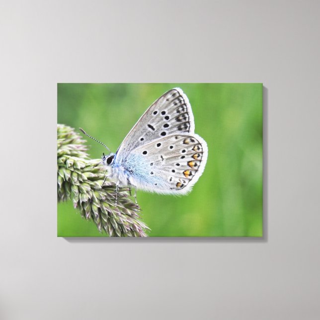 Toile Papillon bleu commun sur l'herbe (Recto)