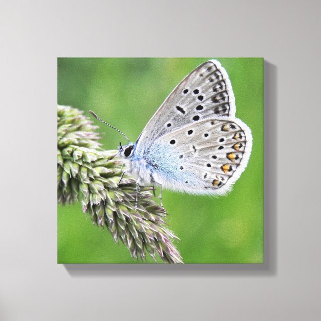 Toile Papillon bleu commun sur l'herbe (Recto)