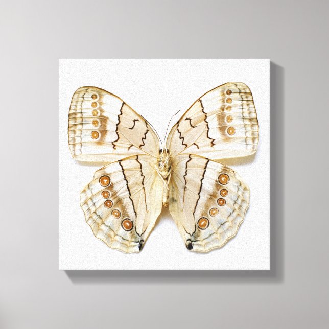 Toile Papillon Brown, vue aérienne (Recto)