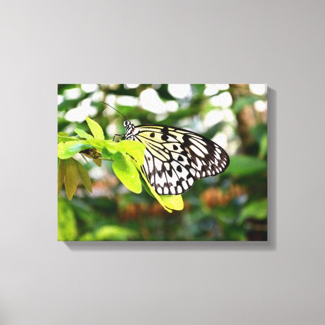 Toile Papillon cerf-volant en papier (Recto)