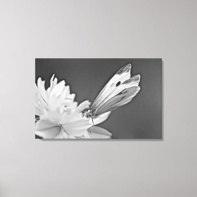 Toile Papillon Chou sur Cosmos en noir et blanc (Recto)