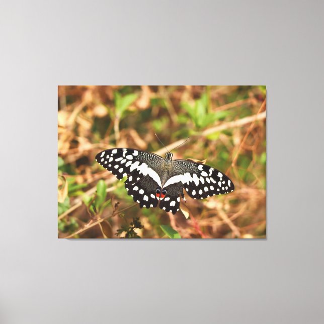 Toile Papillon Citron dans la Nature Ailes Endommagées,  (Recto)