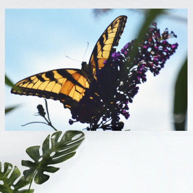 Toile Papillon de l'escarpement du tigre oriental (Créateur téléchargé)