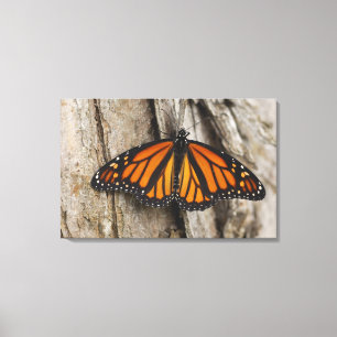 Toile Papillon de monarque