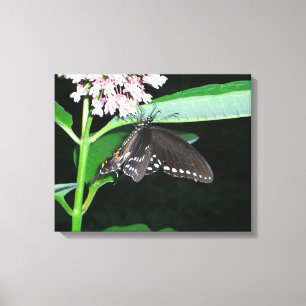 Toile Papillon de nuit Papillon noir à queue fourchue à 
