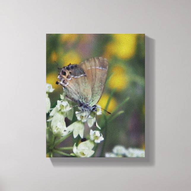 Toile Papillon d'hespérie sur une fleur (Recto)