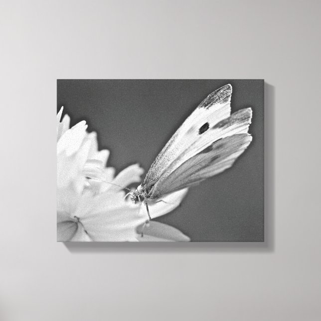 Toile Papillon du chou sur Cosmos en noir et blanc (Recto)