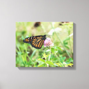 Toile Papillon Monarque
