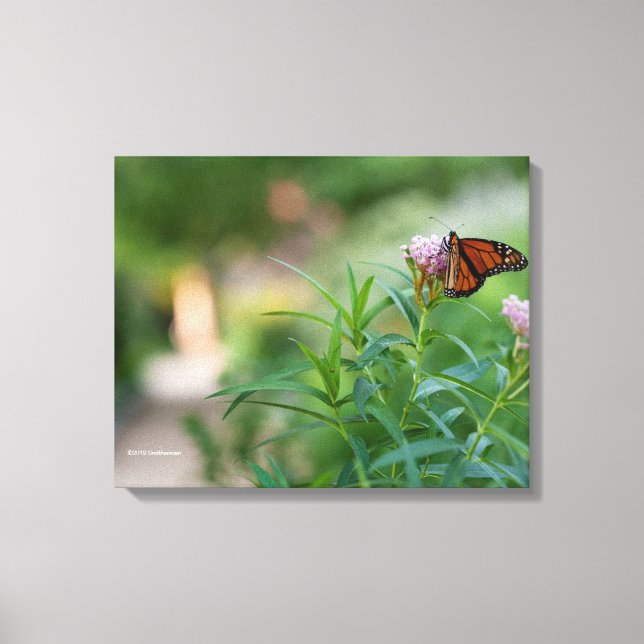 Toile Papillon monarque (Recto)