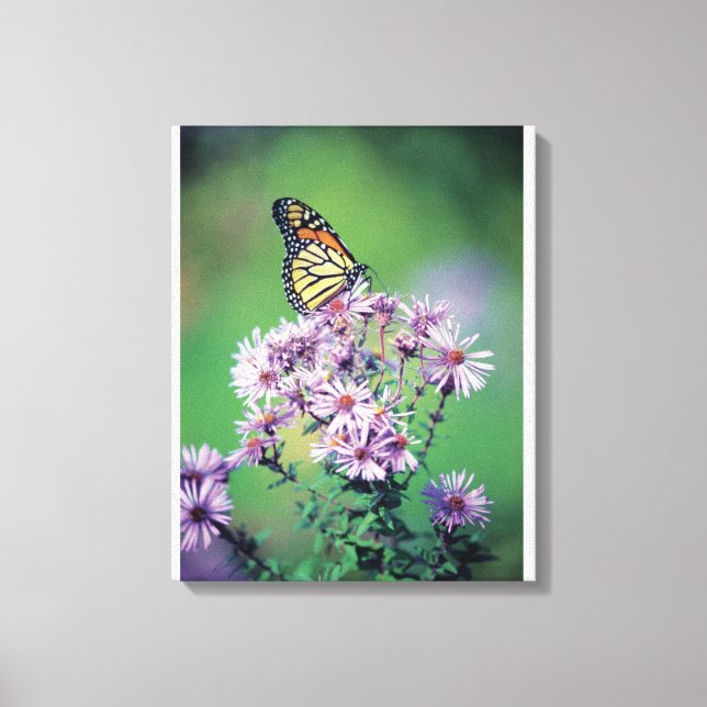 Toile Papillon monarque (Recto)