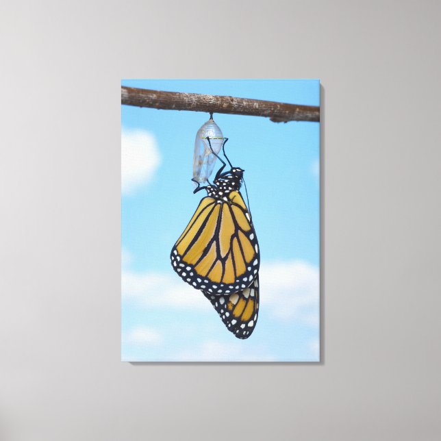 Toile Papillon monarque, avec Chrysalis (Recto)