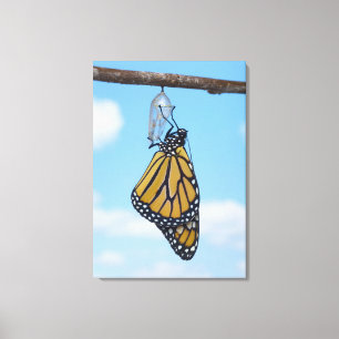 Toile Papillon monarque, avec Chrysalis