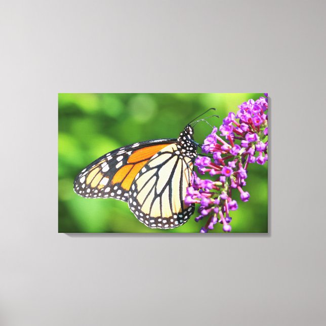 Toile Papillon monarque - Danaus plexippus - Femelle (Recto)