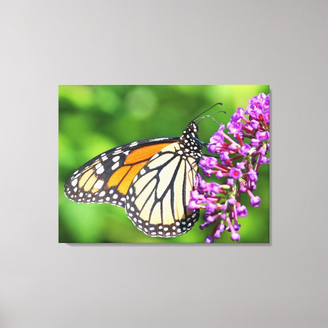 Toile Papillon Monarque - Danaus plexippus - Femme (Recto)