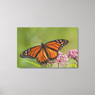 Toile Papillon monarque mâle sur Asclépiade incarnate