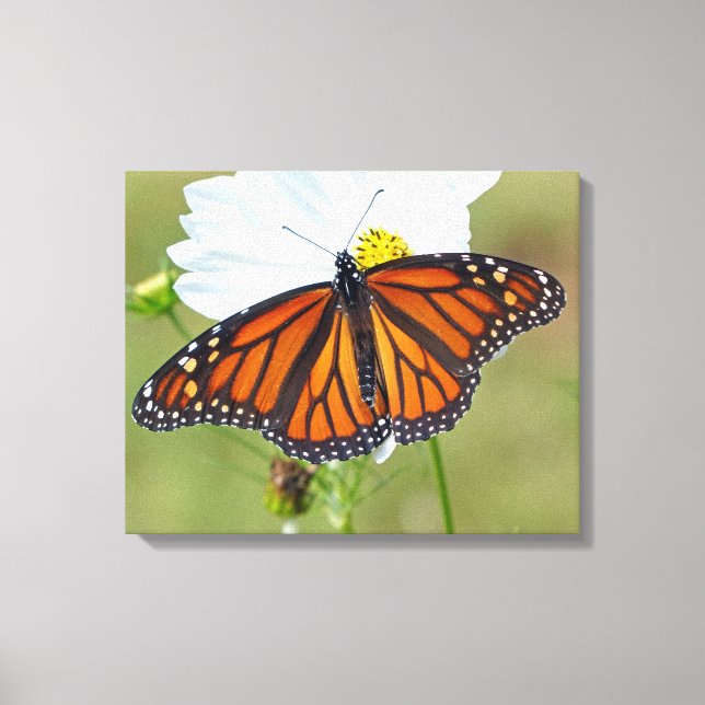 Toile Papillon Monarque sur Cosmos (Recto)