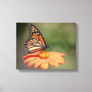 Toile Papillon Monarque sur une fleur d'orange