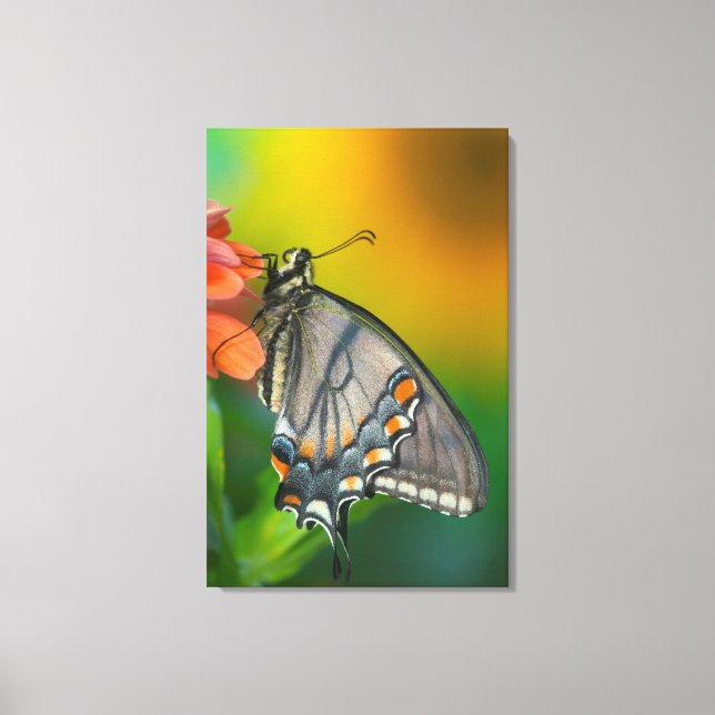 Toile Papillon Papilio glaucus (Recto)