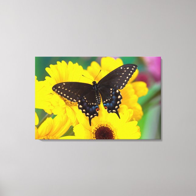 Toile Papillon Papilio polyxenes (Recto)