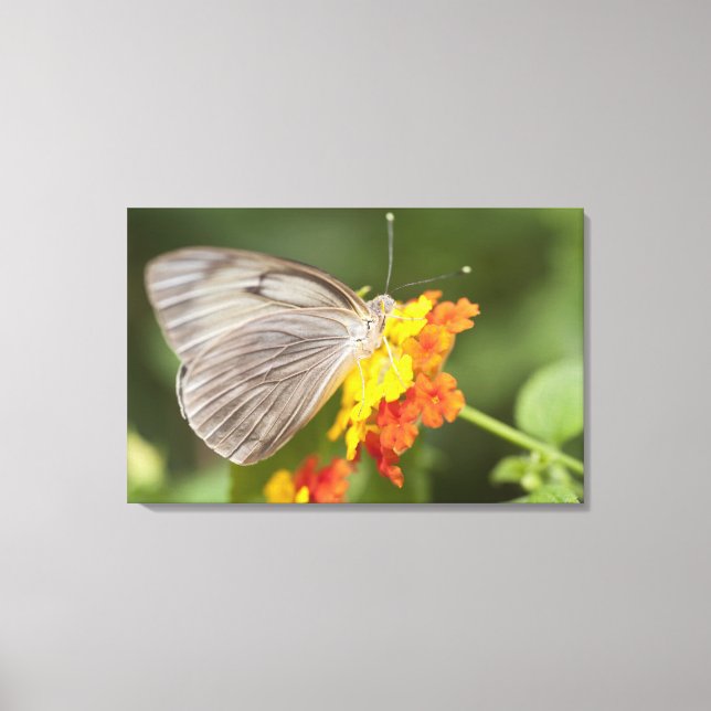 Toile Papillon simple sur fleurs jaunes et rouges (Recto)