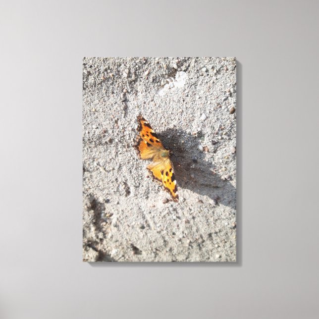 Toile Papillon sous le soleil (Recto)