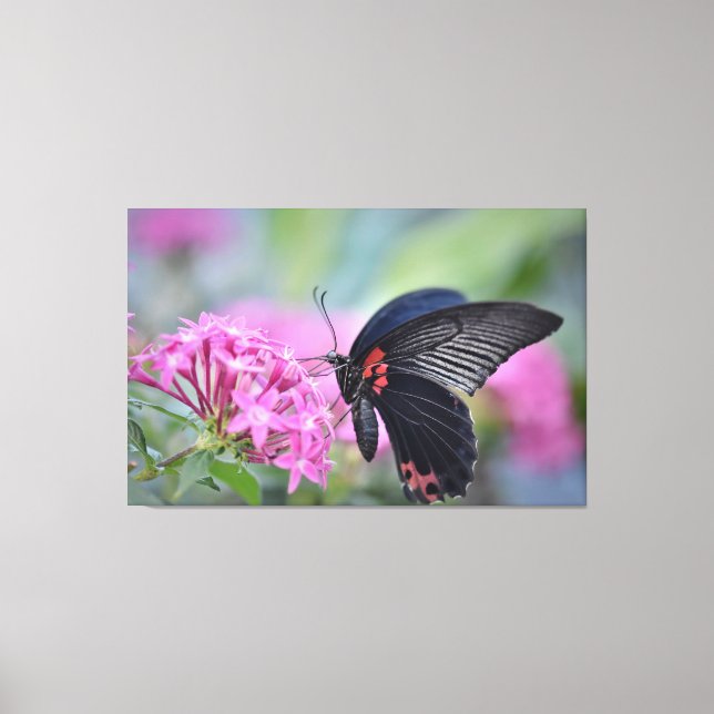 Toile Papillon sur fleur (Recto)
