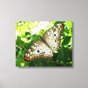 Toile Papillon sur Jasmin Photographie de la Nature Trop