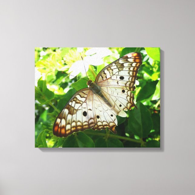 Toile Papillon sur Jasmine Tropical Nature Photographie (Recto)