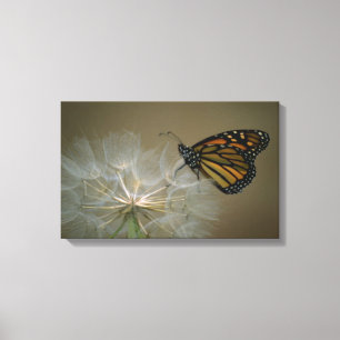 Toile Papillon sur le pissenlit