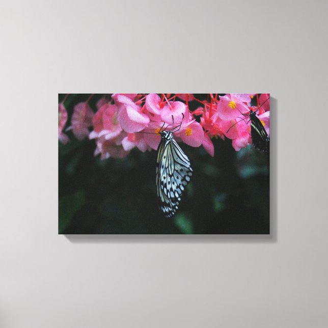 Toile Papillon suspendu aux fleurs (Recto)