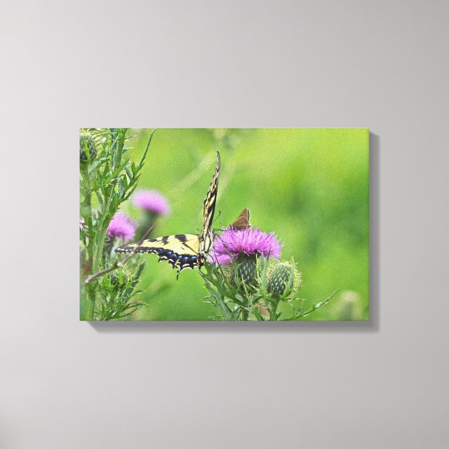 Toile Papillon swallowtail et skipper sur chardon (Recto)