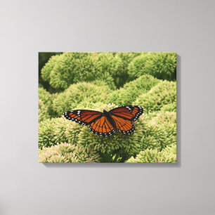Toile Papillon Viceroy Belle photographie de la nature