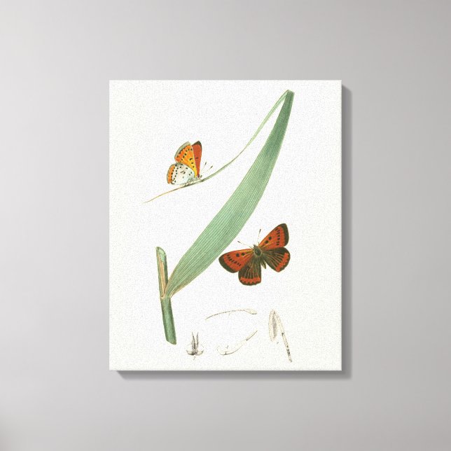 Toile Papillons colorés qui se drapent autour d'une feui (Recto)