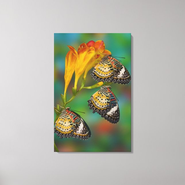 Toile Papillons tropicaux Leopard Lacewing (Cethosia (Recto)