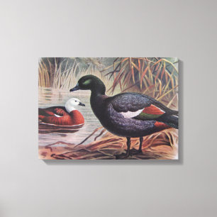 Toile Paradis vintage Shelduck